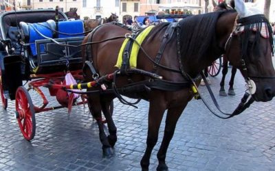 Botticelle, il Tar accoglie il ricorso dei vetturini: i cavalli possono tornare in strada