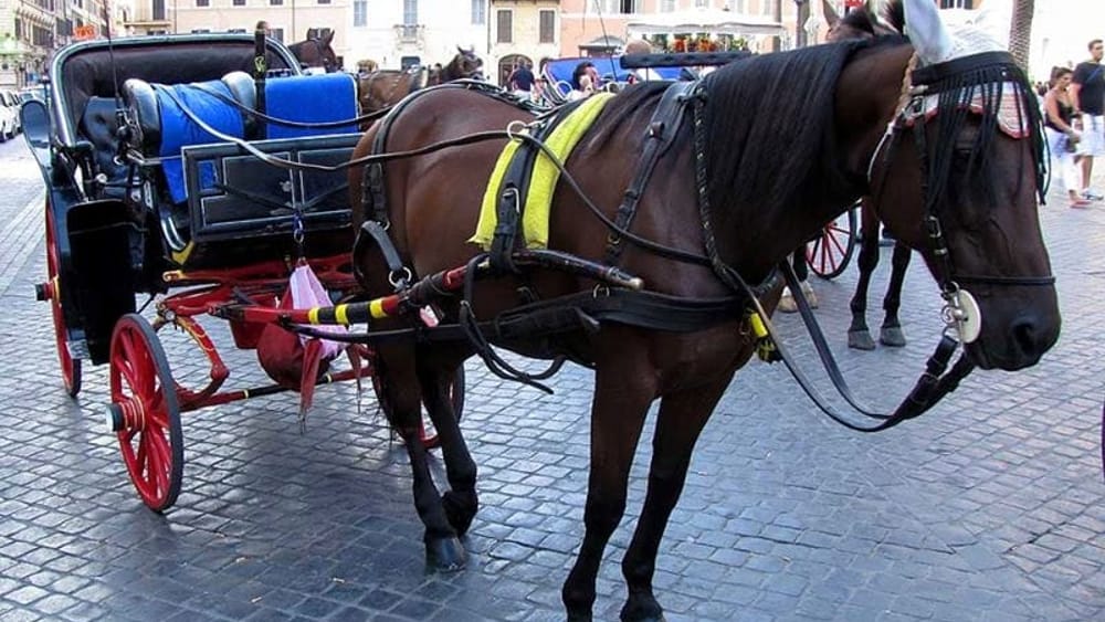 Botticelle, il Tar accoglie il ricorso dei vetturini: i cavalli possono tornare in strada