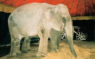 Un Elefante al Circo può esibirsi da solo