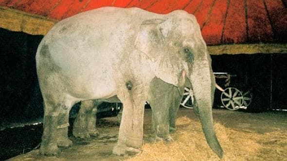 Un Elefante al Circo può esibirsi da solo