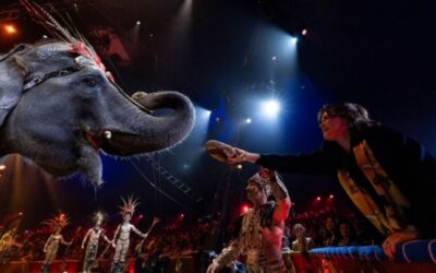 Vittoria storica per i circhi: no al raddoppio degli elefanti negli spettacoli